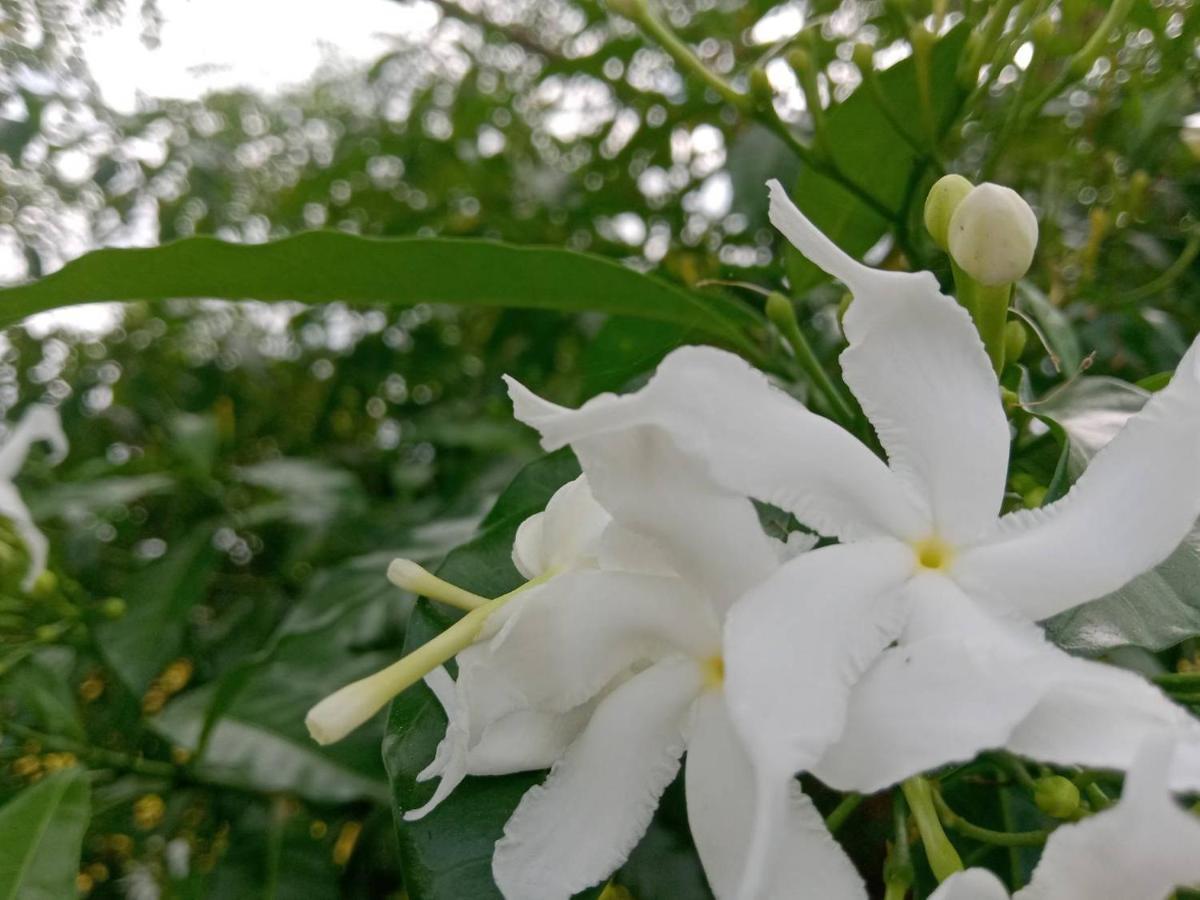 Ban Chang Klang Na Nong ap Chang ภายนอก รูปภาพ